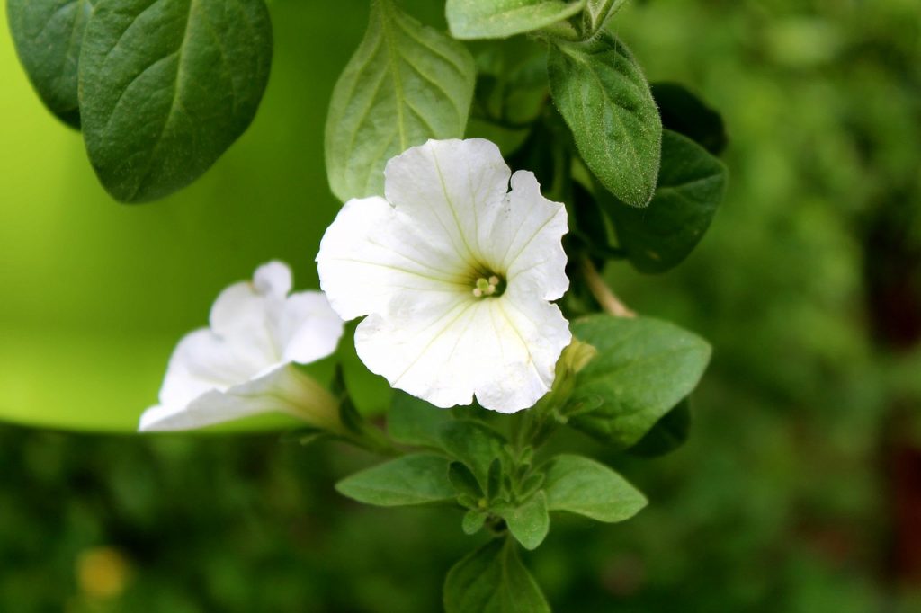 grün, green, blüte