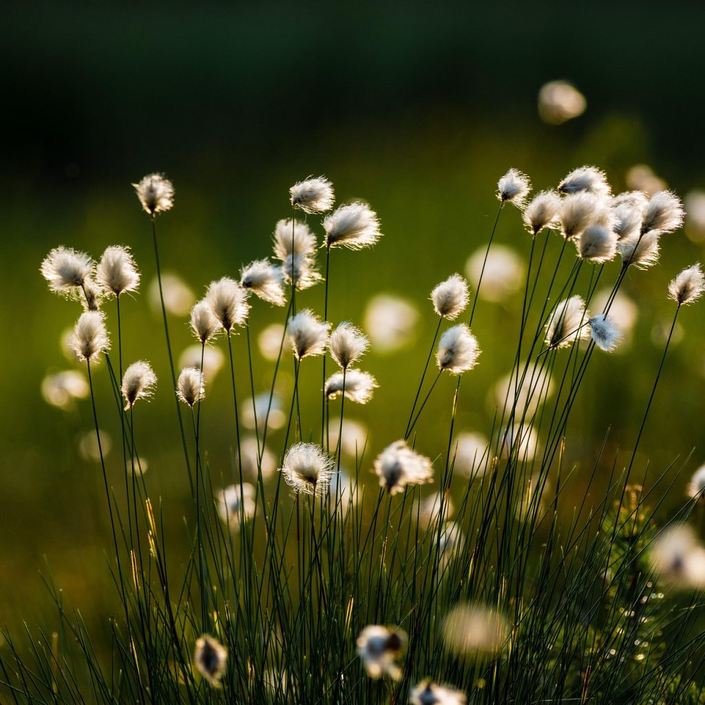 cotton grass, flower, plant, nature, swamp, flower wallpaper, marsh, spring, flower background, beautiful flowers, botany, growth