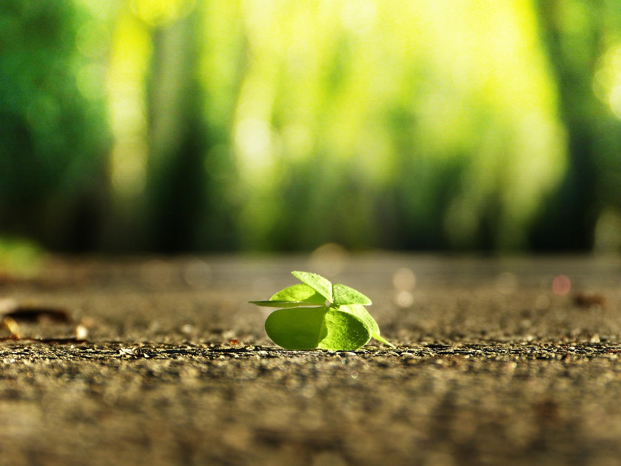 four leaf clover, windows wallpaper, full hd wallpaper, road, green, light green, happiness, find, optimism, positive, hope, looking for, nature, leaf, 4k wallpaper, wood, free background, background, garden, close up, spring, summer, soul, wellness, health, happy, free wallpaper, love, individually, alone, 4k wallpaper 1920x1080, outdoors, small, nondescript, laptop wallpaper, confidence, cool backgrounds, mac wallpaper, grief, greeting card, wallpaper 4k, trauerkarte, forest, path, beautiful wallpaper, own way, self confidence, hd wallpaper, satisfaction, desktop backgrounds, feel good, wish, wish you, fulfillment, wallpaper hd, way of life, farewell, sun, sunshine, sunbeam, light, bright